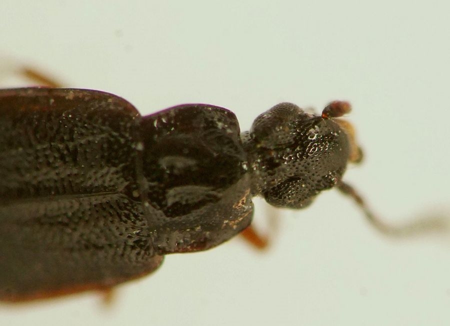 Omalium caesum (Omalium caesum)