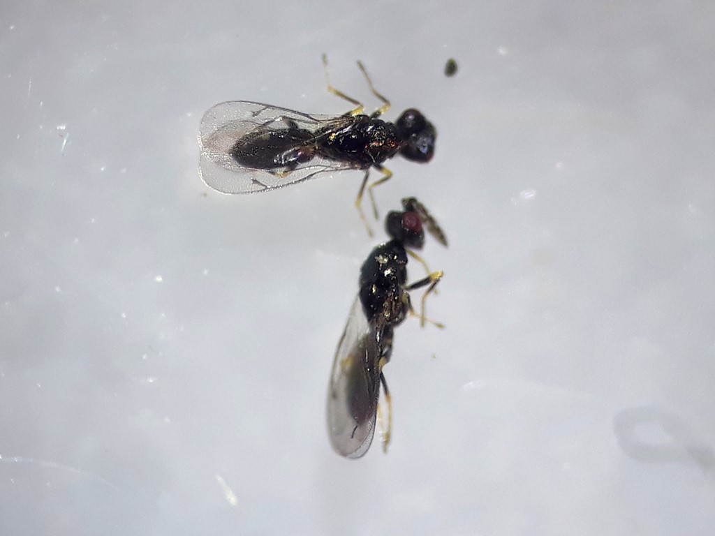 Diglyphus minoeus (Diglyphus minoeus)