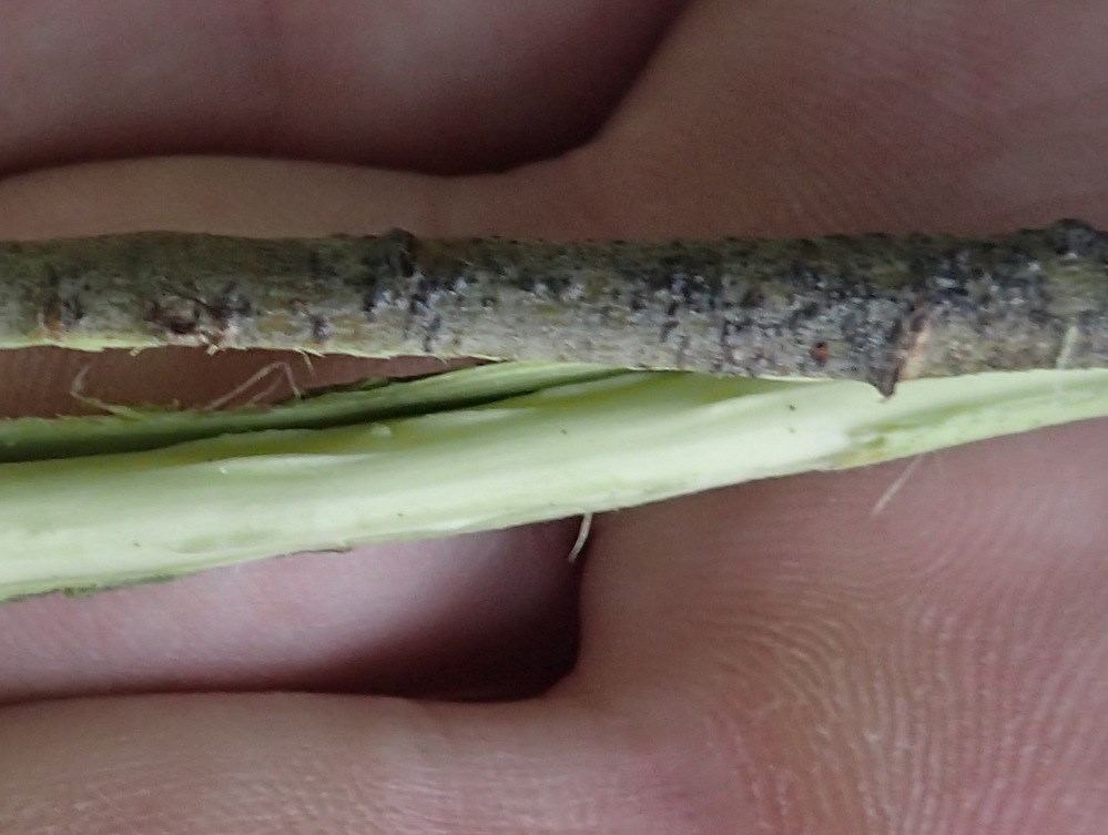 Øret x Grå-Pil (Salix aurita x cinerea ssp. cinerea)