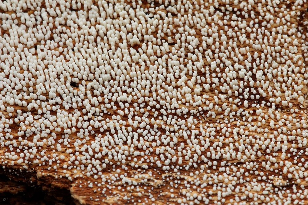 Dunet Hængerør (Henningsomyces puber)