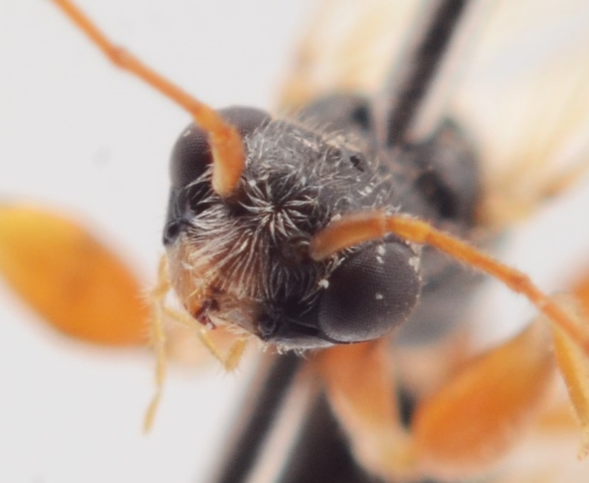 Lonchodryinus ruficornis (Lonchodryinus ruficornis)
