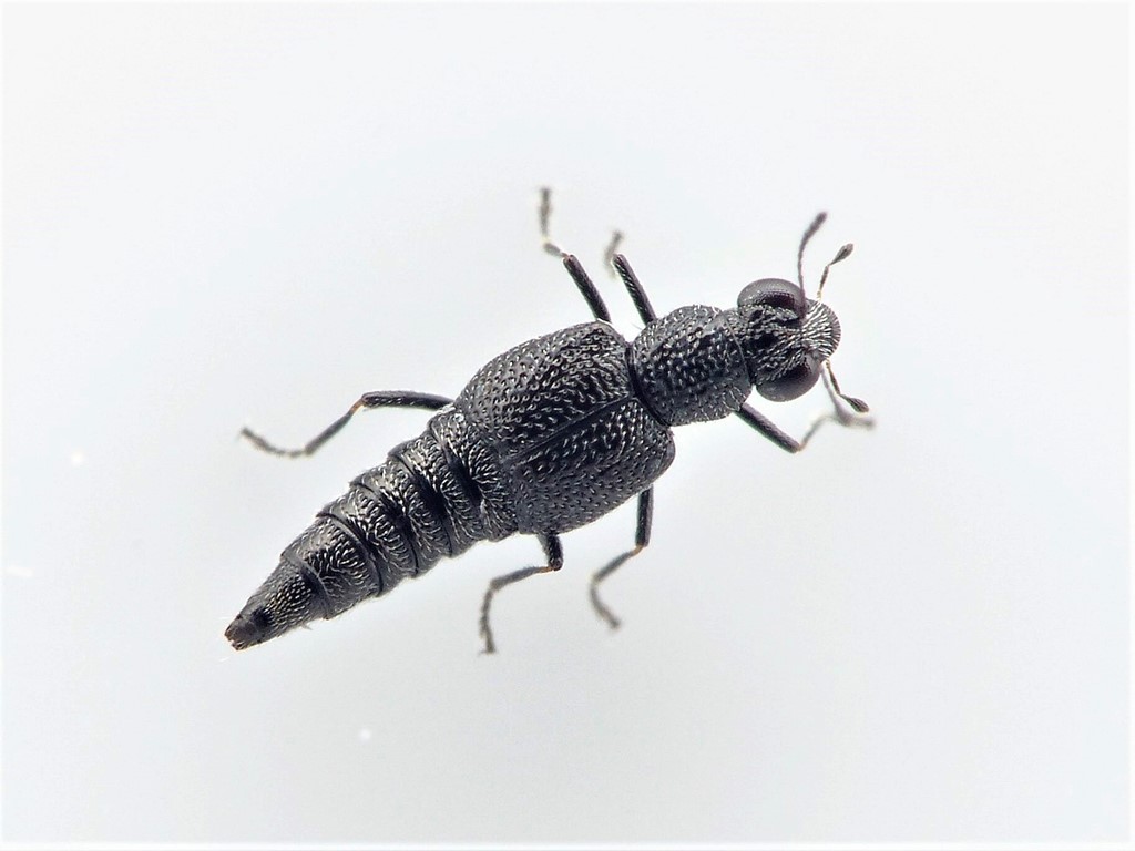 Stenus fornicatus (Stenus fornicatus)