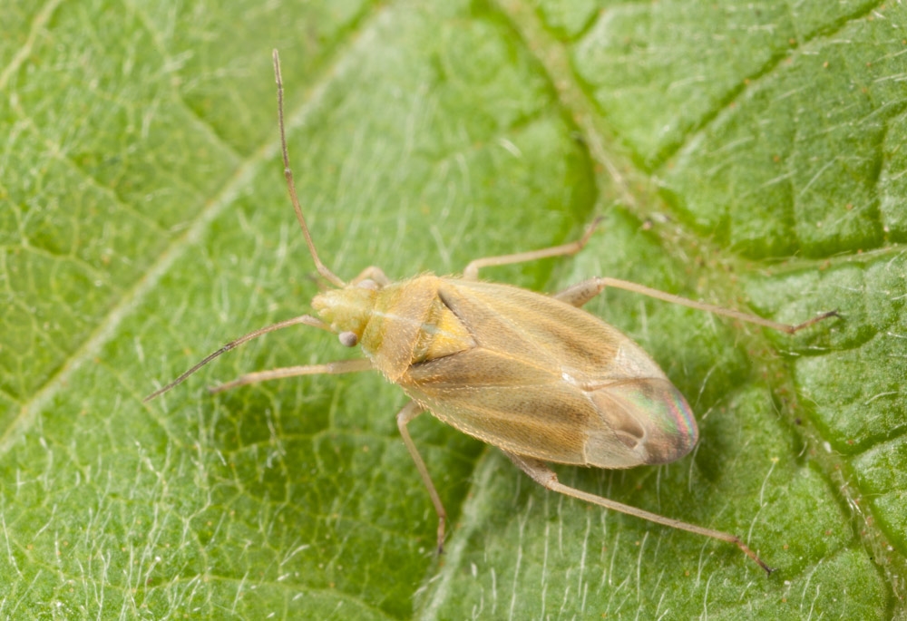 Dværgbunketæge (Amblytylus brevicollis)