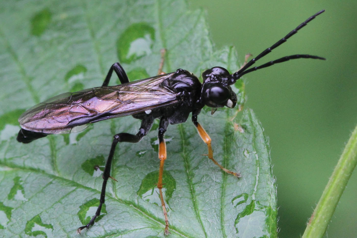 Tenthredo mandibularis (Tenthredo mandibularis)