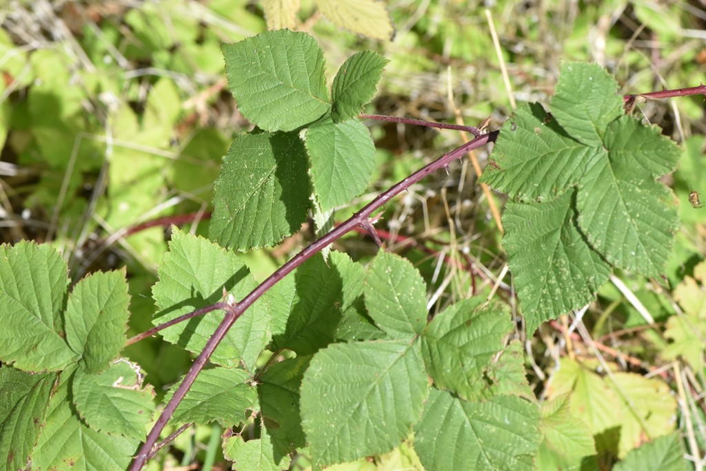 Rubus curvaciculatus (Rubus curvaciculatus)