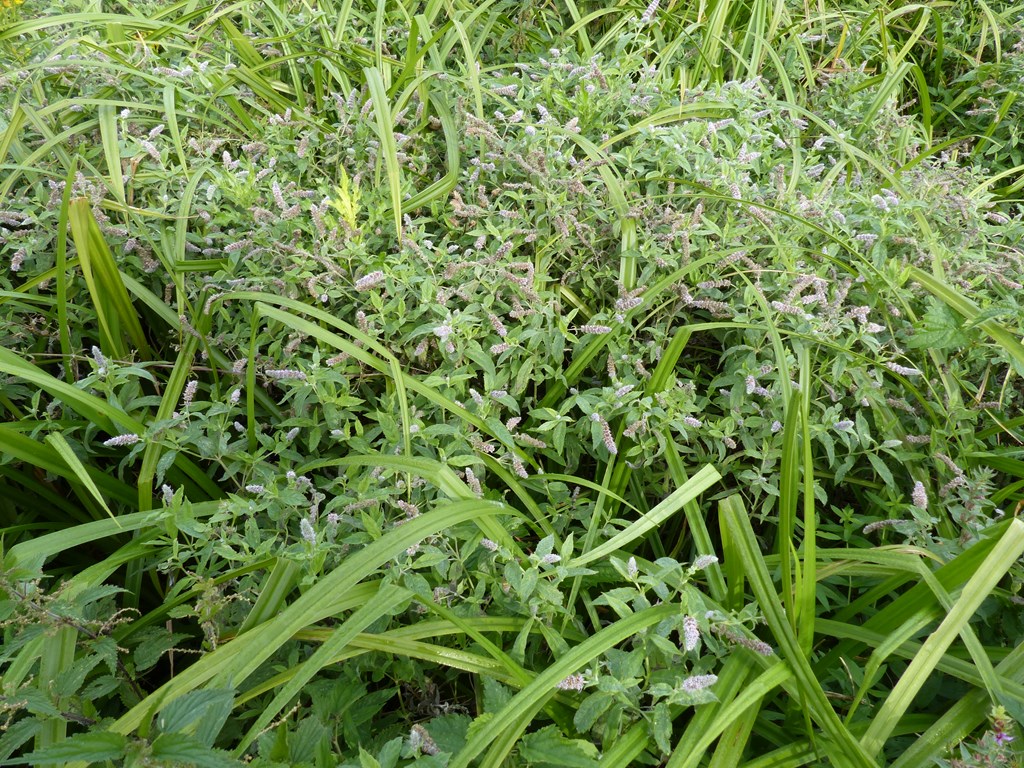 Sølv-Mynte (Mentha x villosonervata)