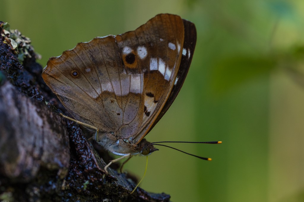 Ilia (Apatura ilia)