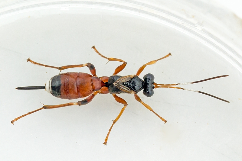 Rød Propelhveps (Agrothereutes abbreviatus)