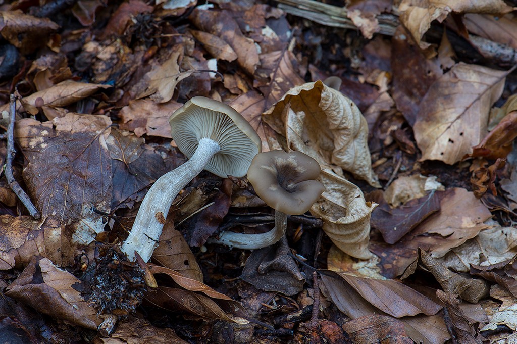 Clitocybe subspadicea (Clitocybe subspadicea)