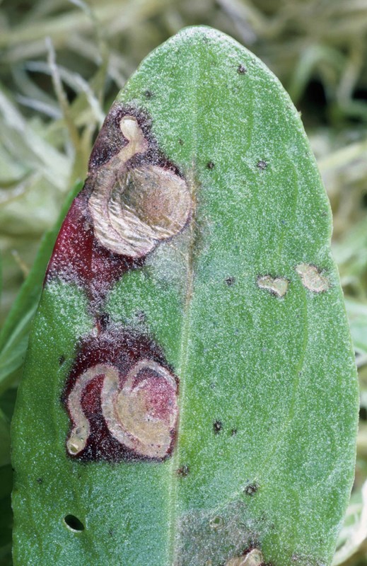 Syredværgmøl (Enteucha acetosae)