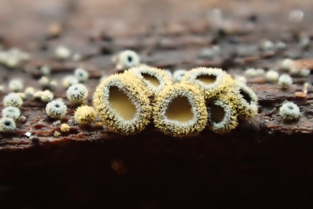 Neodasyscypha cerina (Neodasyscypha cerina)