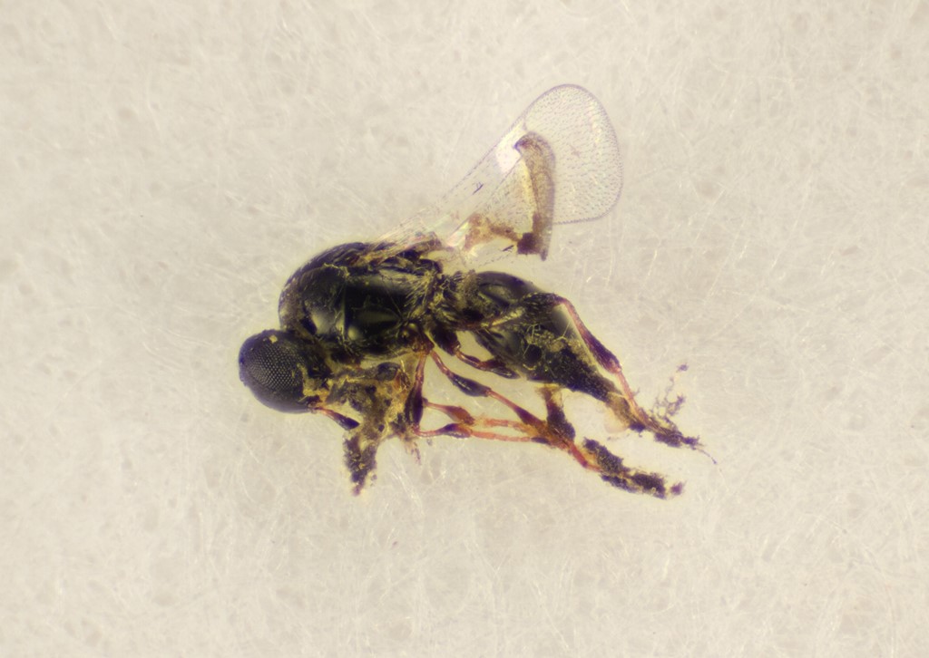 Synopeas sp. (Synopeas sp.)