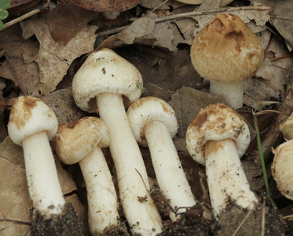 Tandet Trævlhat (Inocybe appendiculata)