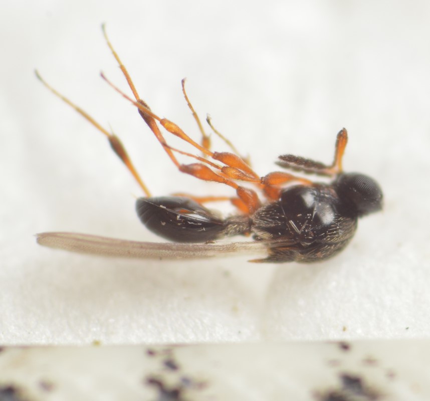 Leptacis tipulae (Leptacis tipulae)