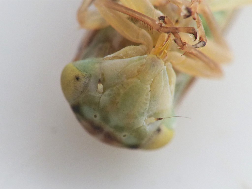 Tremulicerus vitreus (Tremulicerus vitreus)