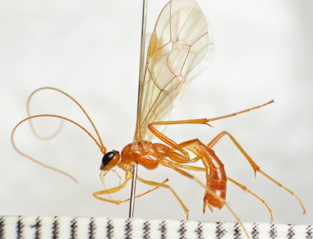 Absyrtus vicinator (Absyrtus vicinator)