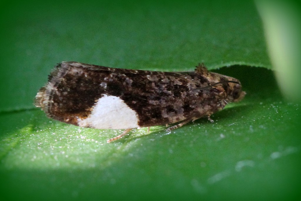 Hedya dimidiana (Hedya dimidiana)