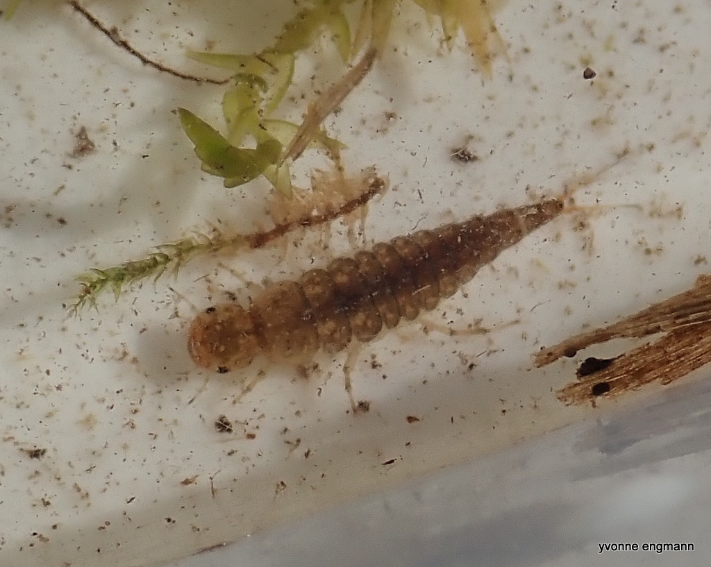 Agabinae, ubest. (Agabinae, indet.)