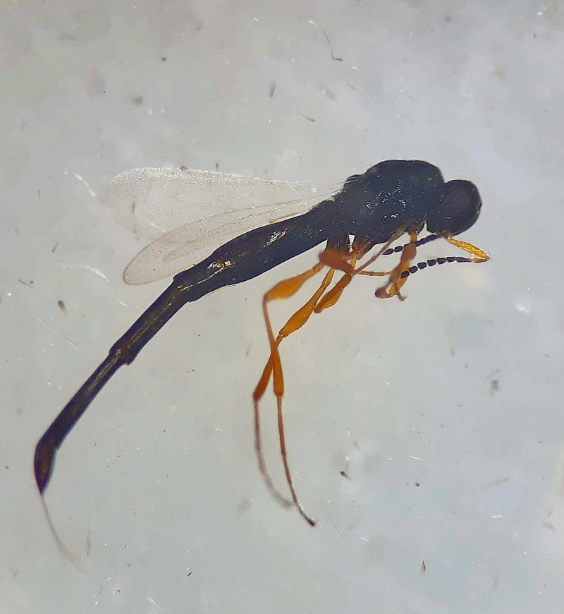 Prosactogaster erdosi (Prosactogaster erdosi)