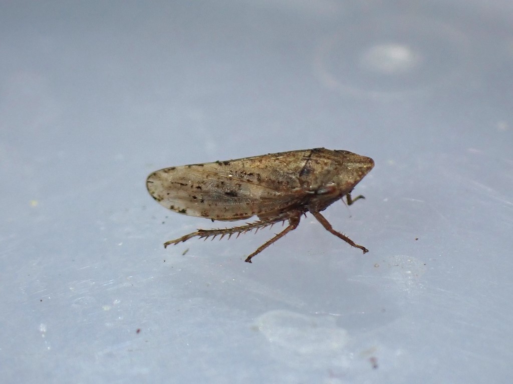Aphrodes diminuta (Aphrodes diminuta)