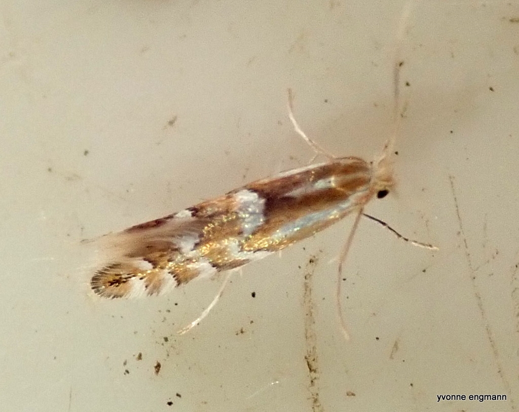 Phyllonorycter spinicolella (Phyllonorycter spinicolella)