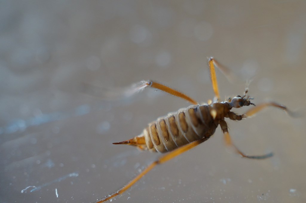 Chionea sp. (Chionea sp.)