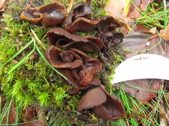 Sneglehus-Ørebæger (Otidea cochleata)