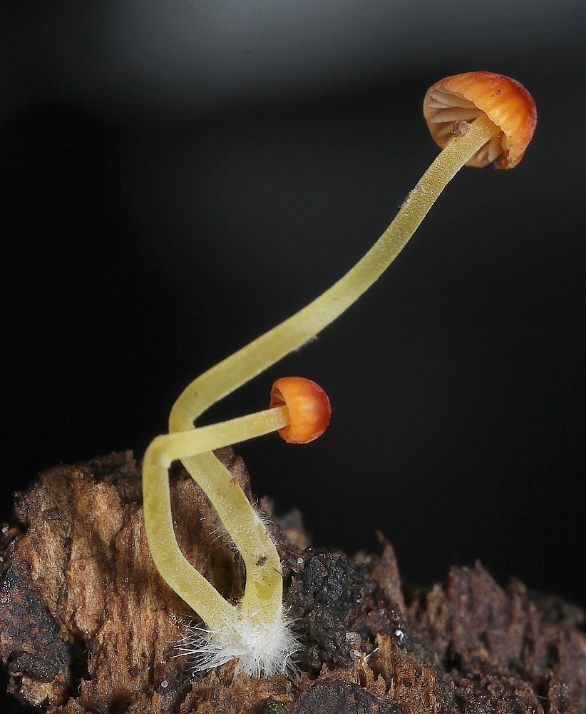 Orange Huesvamp (Mycena acicula)