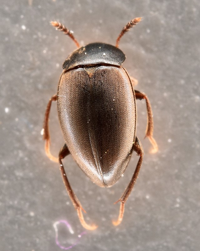 Catops tristis (Catops tristis)