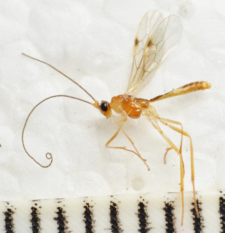 Macrocentrus linearis (Macrocentrus linearis)