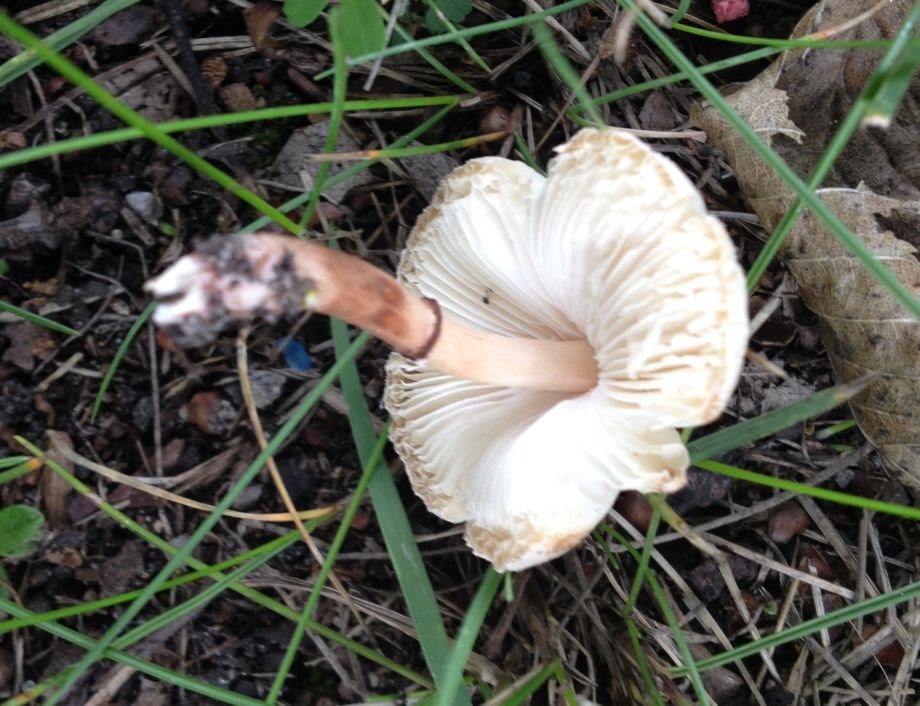 Lillabrun Parasolhat (Lepiota lilacea)