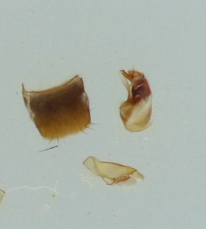 Atheta elongatula (Atheta elongatula)