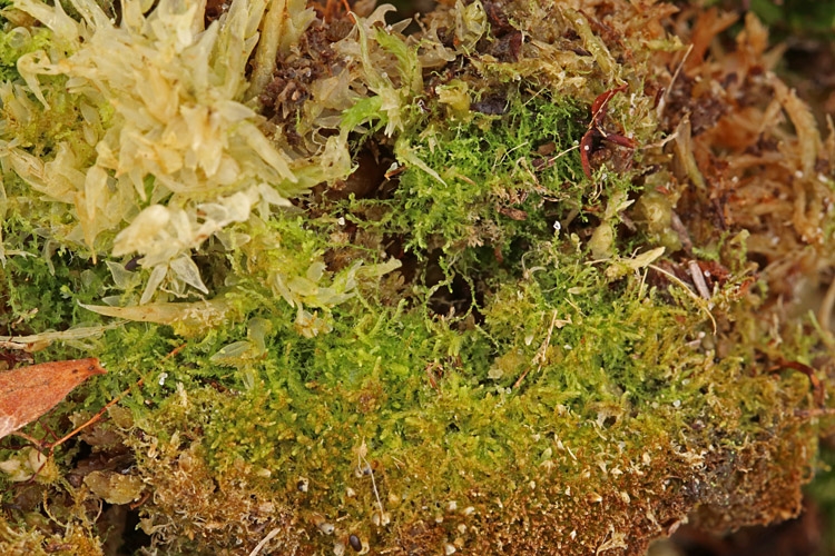 Kær-Kantbæger (Cephalozia lunulifolia)