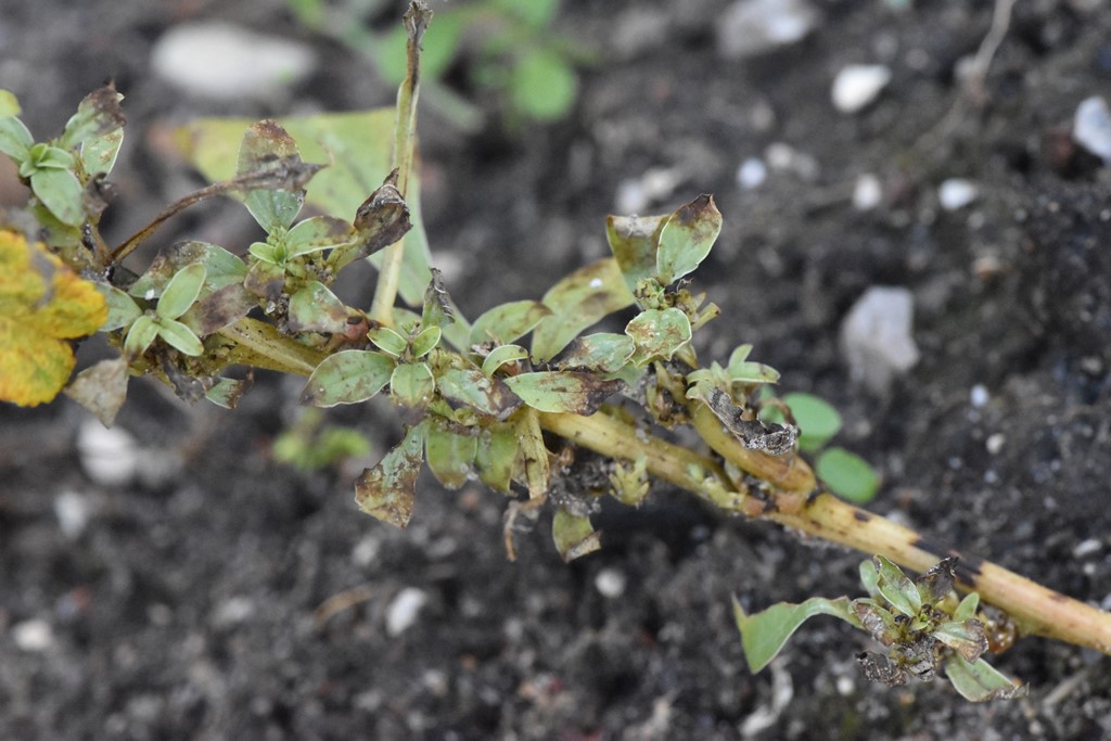 Græsk Amarant (Amaranthus graecizans)