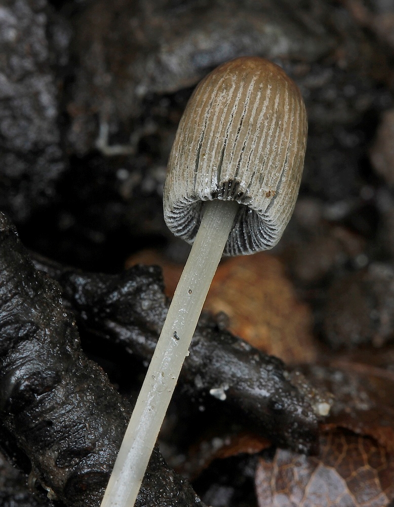 Skygge-Hjulhat (Parasola kuehneri)