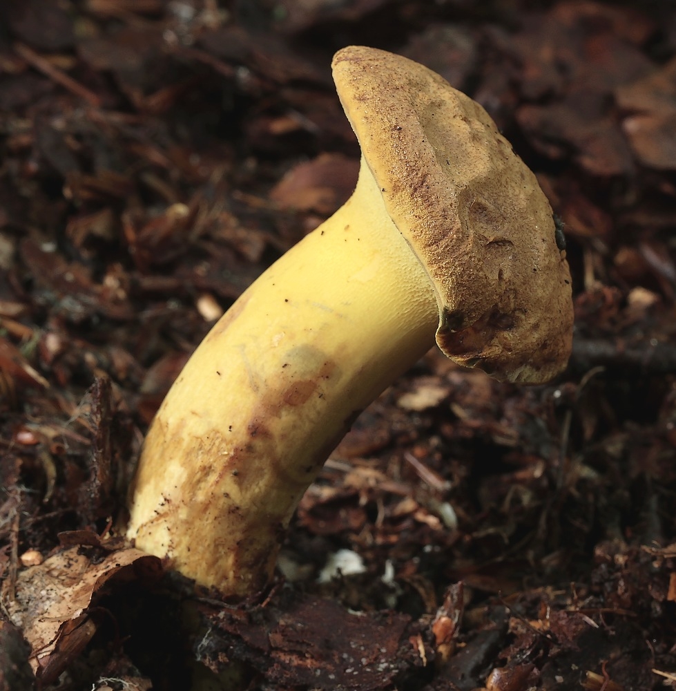 Stød-Rørhat (Buchwaldoboletus lignicola)
