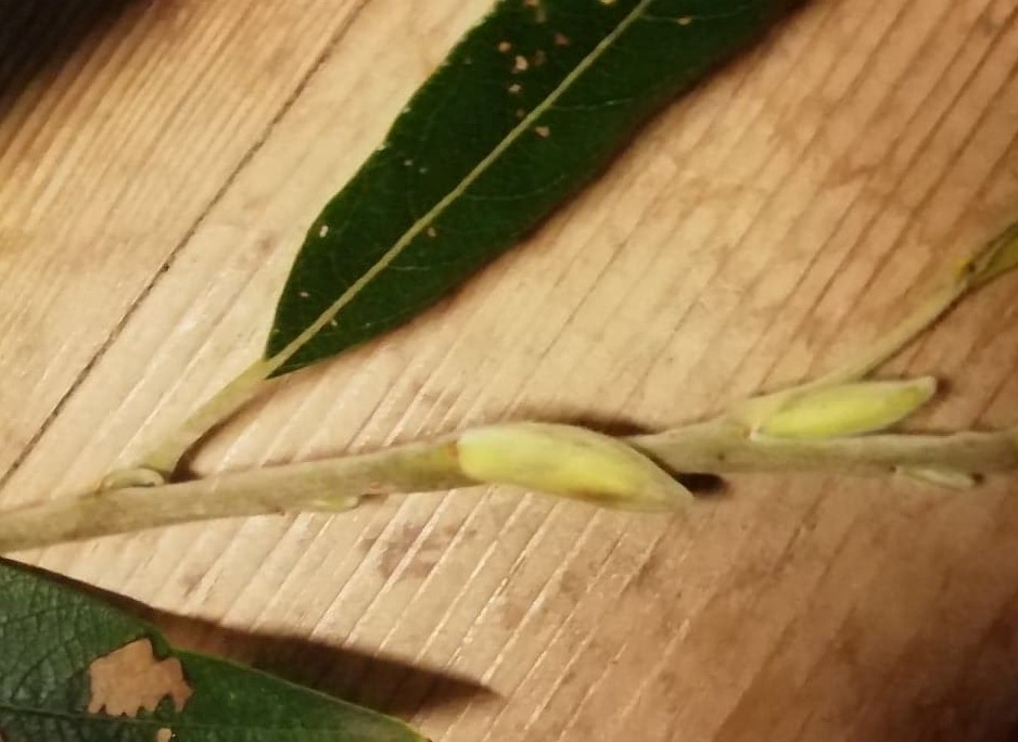 Lådden Pil (Salix dasyclados)