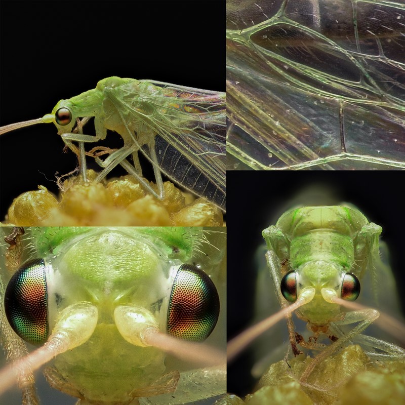 Cunctochrysa albolineata (Cunctochrysa albolineata)