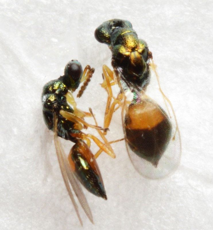 Elachertus lateralis (Elachertus lateralis)