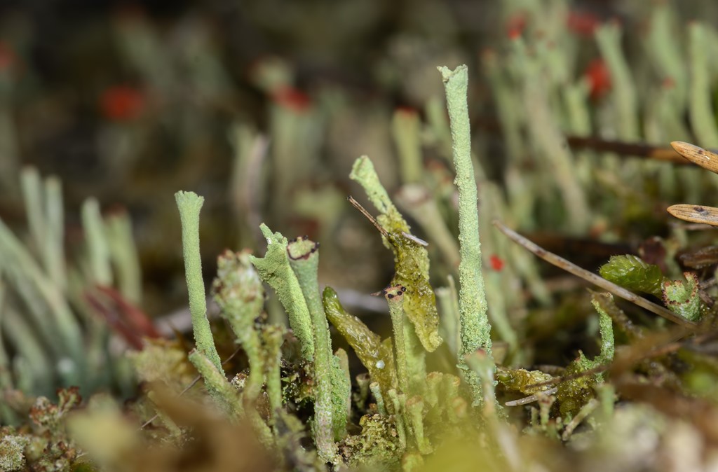 Kreneleret Bægerlav (Cladonia deformis)