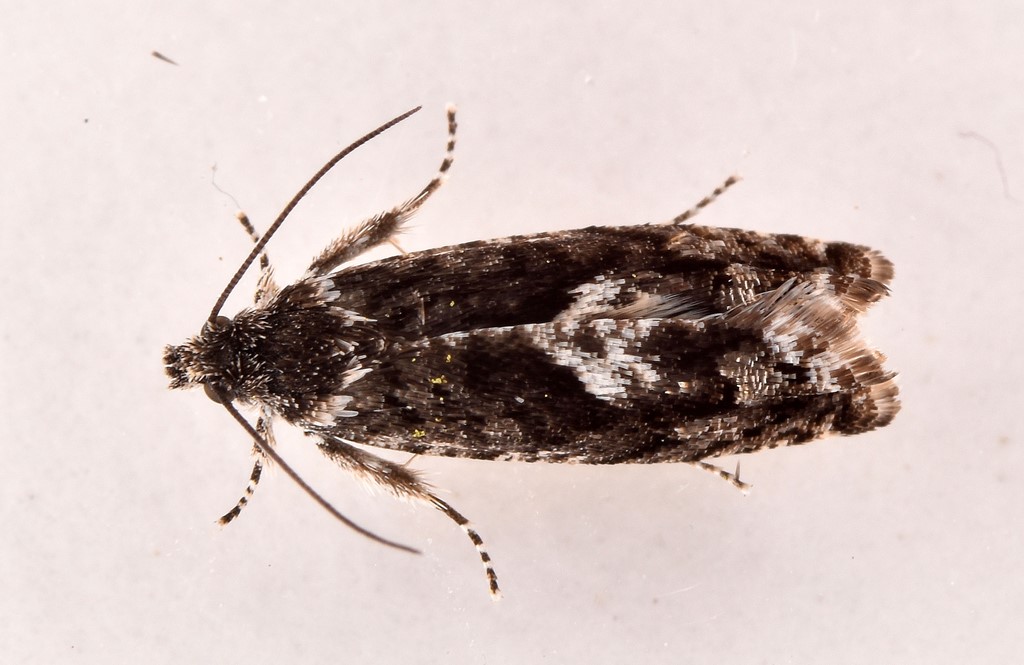 Pammene giganteana (Pammene giganteana)