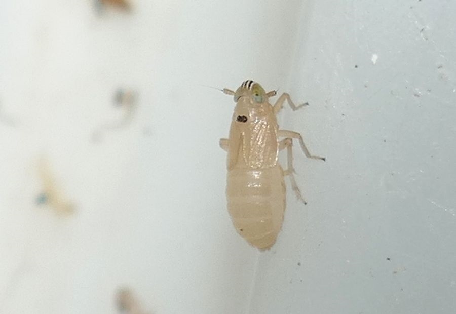 Mirabella albifrons (Mirabella albifrons)