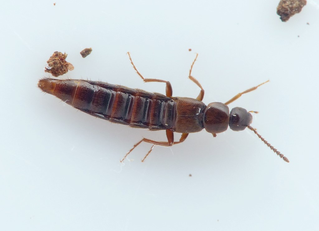 Aleochara spadicea (Aleochara spadicea)