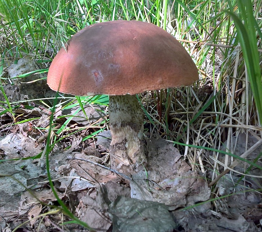 Rustrød Skælrørhat (Leccinum quercinum)
