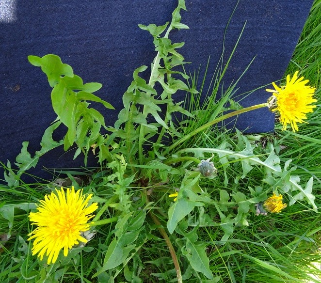 Kvie-Vejmælkebøtte (Taraxacum lacinulatum)