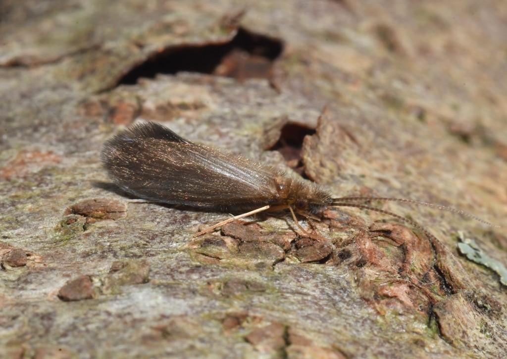 Crunoecia irrorata (Crunoecia irrorata)