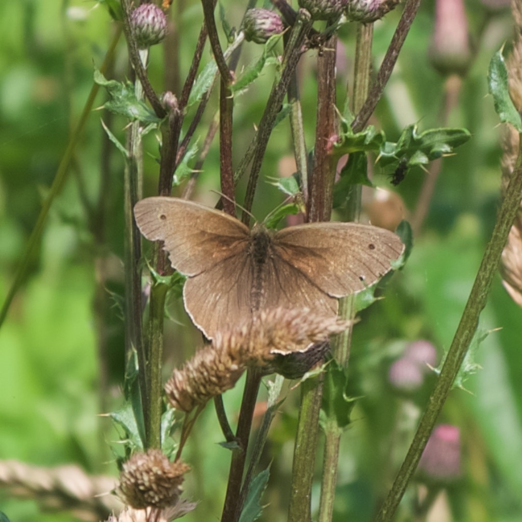 Engrandøje (Aphantopus hyperantus)