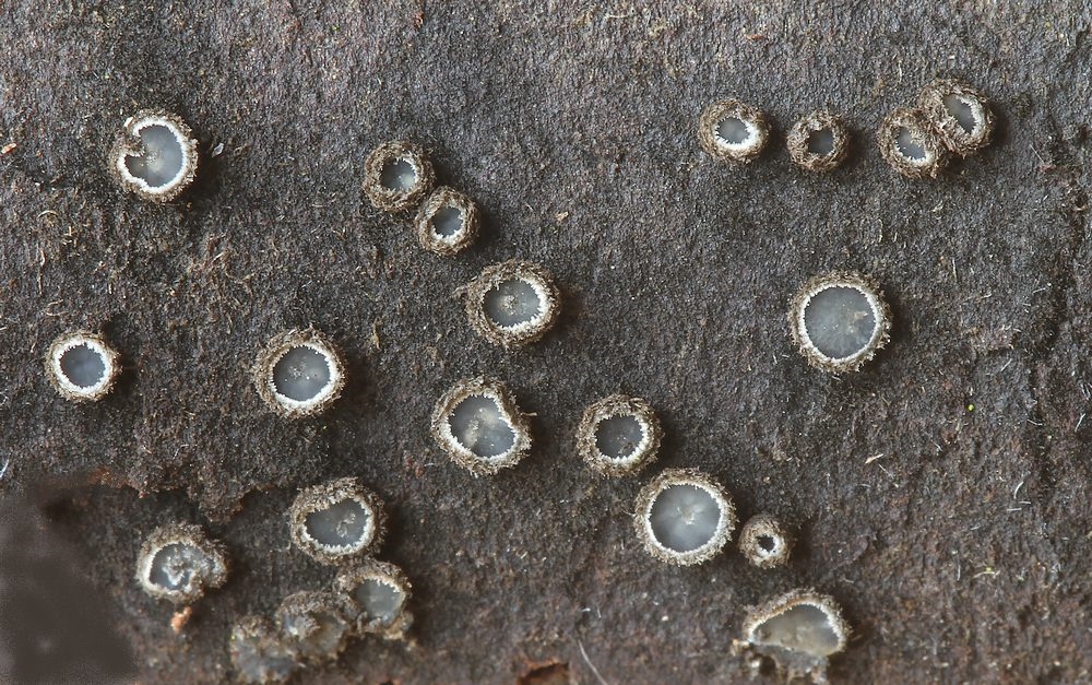 Tapesia villosa (Tapesia villosa)