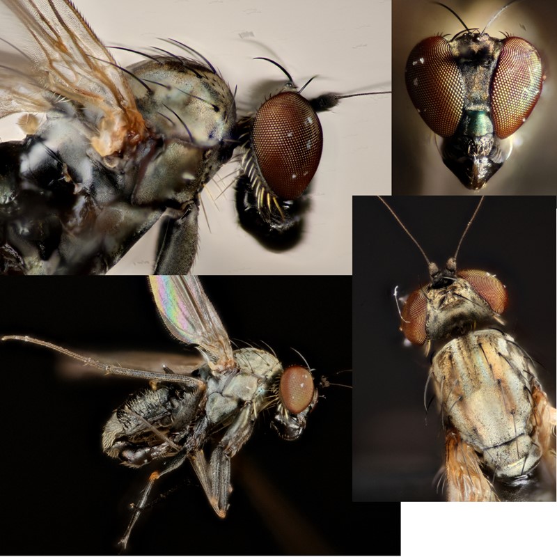 Medetera truncorum (Medetera truncorum)