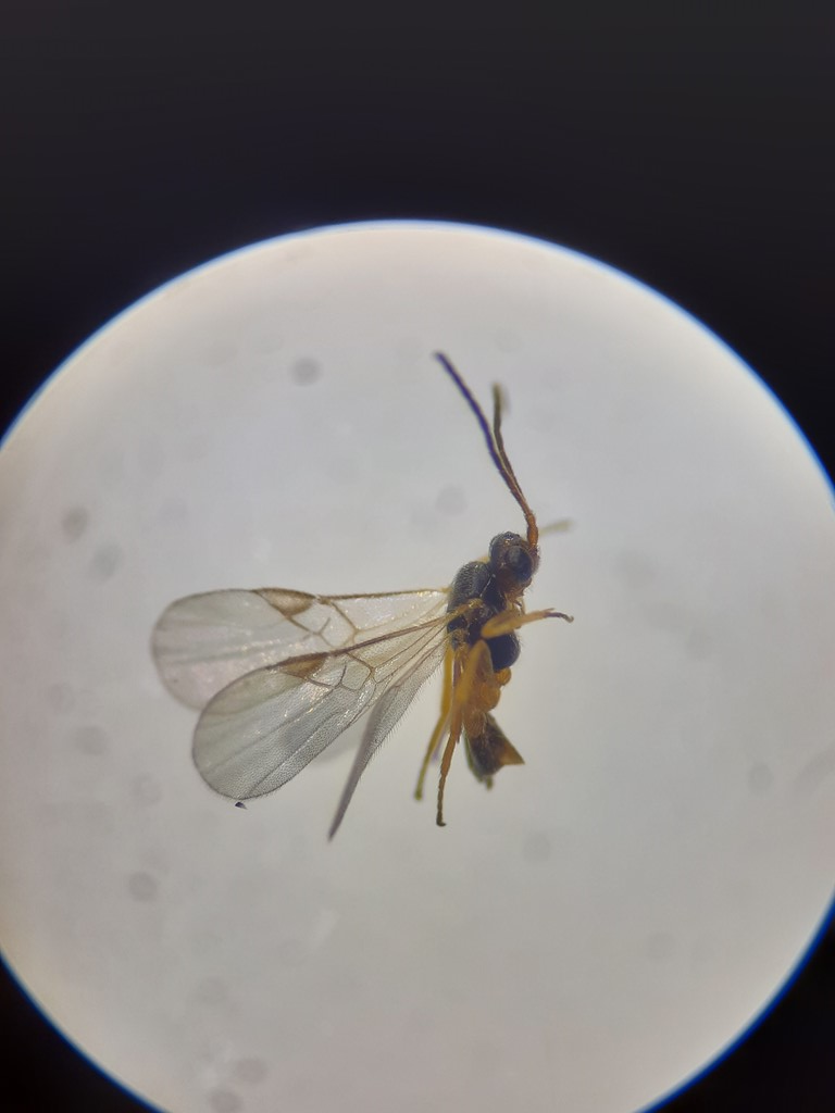 Mirax rufilabris (Mirax rufilabris)